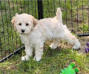 Cockapoo Puppy for sale in CHRISTIANSBURG, VA, USA