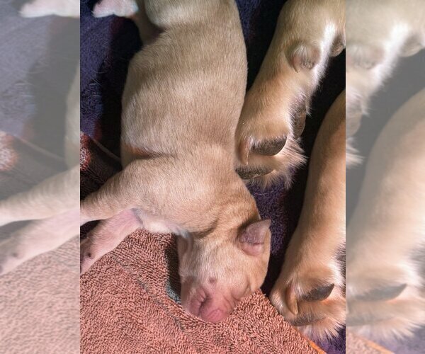 Medium Photo #2 Labrador Retriever Puppy For Sale in HIGH POINT, NC, USA