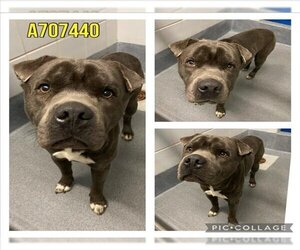 American Staffordshire Terrier-Chinese Shar-Pei Mix Dogs for adoption in San Antonio, TX, USA