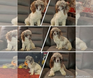 Poodle (Toy) Puppy for sale in UNION CITY, TN, USA