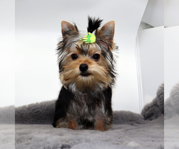 Medium Photo #3 Yorkshire Terrier Puppy For Sale in LOS ANGELES, CA, USA