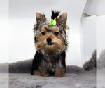 Small #2 Yorkshire Terrier