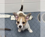Small Photo #1 Mutt Puppy For Sale in Gilberts, IL, USA