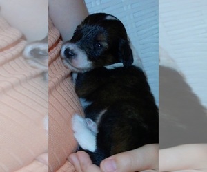 Cadoodle Puppy for sale in PERU, IN, USA