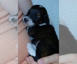 Image preview for Ad Listing. Nickname: Bella