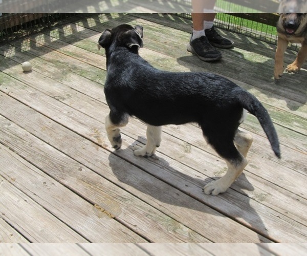 Medium Photo #5 German Shepherd Dog Puppy For Sale in WYTHEVILLE, VA, USA