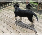 Small #4 German Shepherd Dog