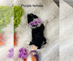 Small #5 Portuguese Water Dog