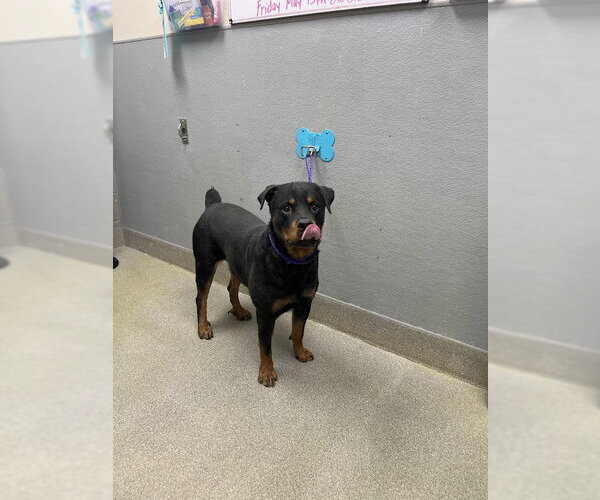 Medium Photo #1 Rottweiler-Unknown Mix Puppy For Sale in Las Vegas, NV, USA