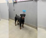 Small Rottweiler Mix