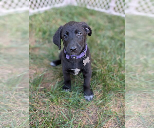 Medium Photo #9 Labrador Retriever-Unknown Mix Puppy For Sale in Holly Springs, NC, USA