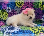 Small Photo #5 Pomeranian Puppy For Sale in QUARRYVILLE, PA, USA