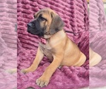 Small Photo #2 Cane Corso Puppy For Sale in MINERAL WELLS, WV, USA