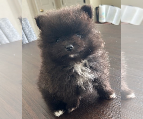Medium Photo #4 Pomeranian Puppy For Sale in CINCINNATI, OH, USA