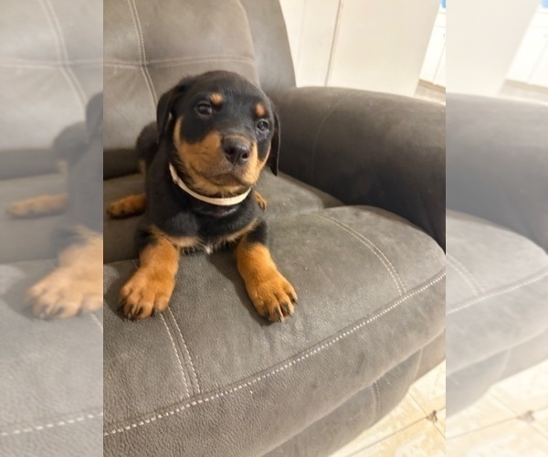 Medium Photo #6 Rottweiler Puppy For Sale in BEAUMONT, TX, USA