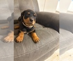 Small #5 Rottweiler