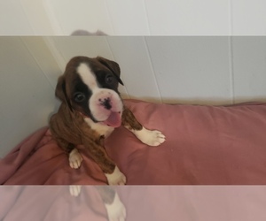 Boxer Puppy for sale in SUNFIELD, MI, USA