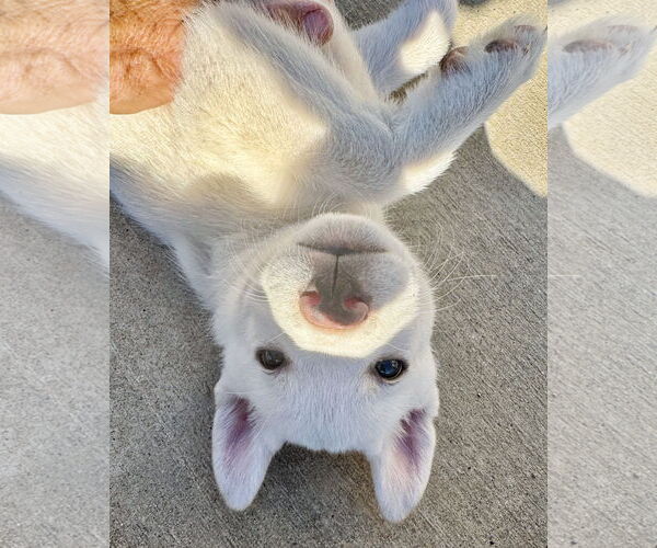 Medium Photo #3 Pyrenees Husky Puppy For Sale in Corona, CA, USA