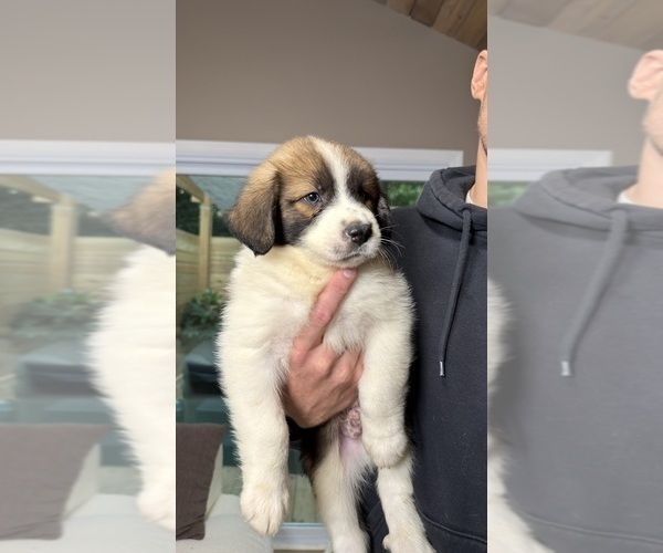 Medium Photo #5 Australian Shepherd Puppy For Sale in LEXINGTON, SC, USA