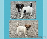 Small Jack Russell Terrier