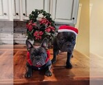 Small Photo #5 French Bulldog Puppy For Sale in MANSFIELD, TX, USA