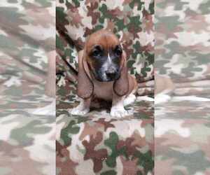 Basset Hound Puppy for sale in SALEM, WV, USA