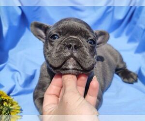 French Bulldog Puppy for sale in HOLLYWOOD, FL, USA