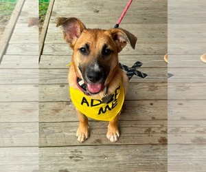 Black Mouth Cur-German Shepherd Dog Mix Dogs for adoption in Holly Springs, NC, USA
