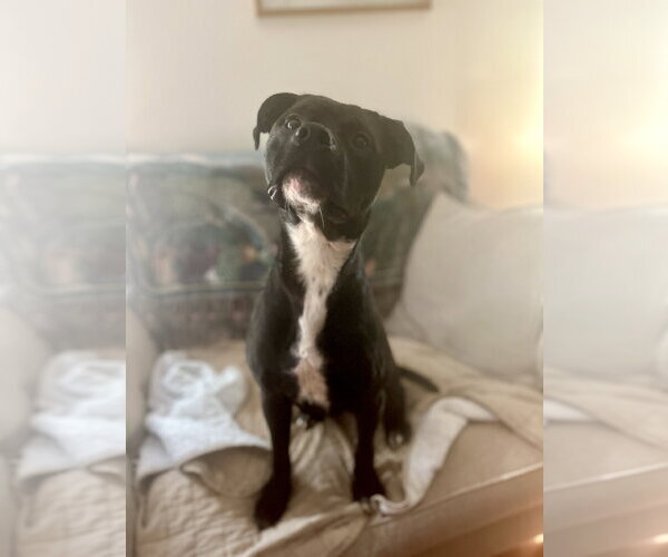 Medium Photo #7 American Staffordshire Terrier-Rottweiler Mix Puppy For Sale in Holly Springs, NC, USA