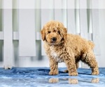 Puppy Rugar Poodle (Miniature)
