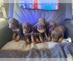 Small Photo #3 Doberman Pinscher Puppy For Sale in LAFAYETTE, IN, USA