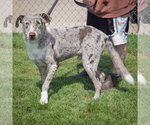 Small #1 Australian Shepherd-Catahoula Leopard Dog Mix