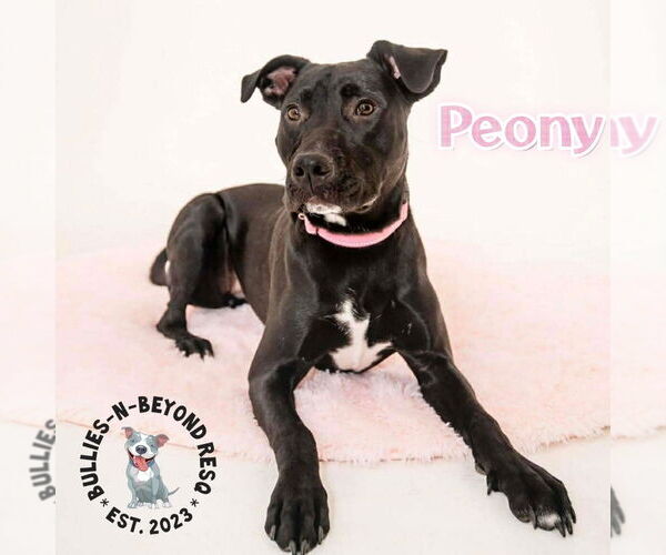 Medium Photo #11 Labrador Retriever-Staffordshire Bull Terrier Mix Puppy For Sale in Omaha, NE, USA