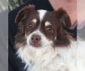 Colonial Cocker Spaniel-Unknown Mix Dogs for adoption in Carrollton, TX, USA