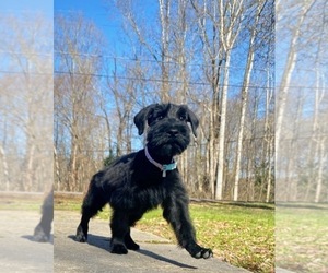 Schnauzer (Giant) Puppy for sale in HENDERSON, NC, USA