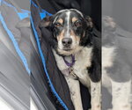Small Photo #7 German Shepherd Dog-Great Pyrenees Mix Puppy For Sale in Aurora, CO, USA