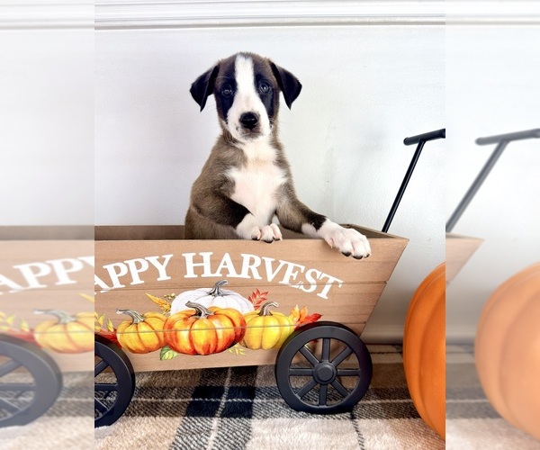 Medium Photo #5 Border Collie Puppy For Sale in GREENFIELD, IN, USA