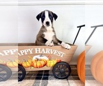 Small #4 Border Collie