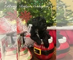 Puppy Puppy 4 Cockapoo