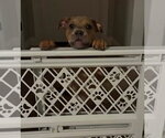 Small Photo #16 Mutt Puppy For Sale in OKLAHOMA CITY, OK, USA