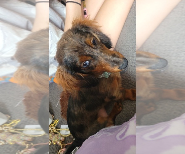 Medium Photo #1 Dachshund Puppy For Sale in ROCHESTER, IN, USA