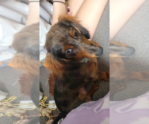 Dachshund Puppy for sale in ROCHESTER, IN, USA