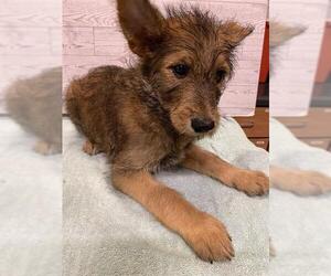 German Shepherd Dog Dogs for adoption in Modesto, CA, USA