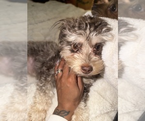 Mother of the Yorkshire Terrier puppies born on 02/02/2026
