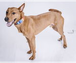 Small #9 Labrador Retriever Mix