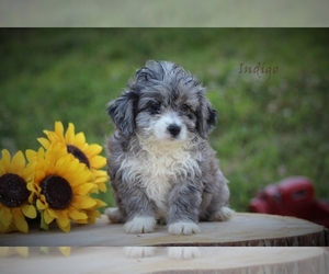 F2 Aussiedoodle Dog for Adoption in BLUFORD, Illinois USA
