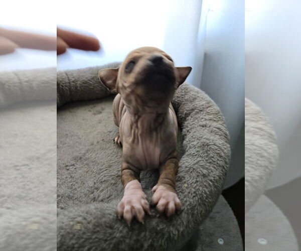 Medium Photo #3 American Hairless Terrier Puppy For Sale in MEDFORD, MA, USA