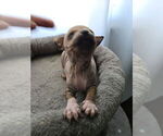 Small #2 American Hairless Terrier
