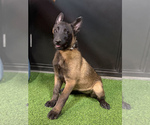 Small #3 Belgian Malinois