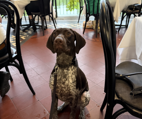 Medium Photo #1 German Shorthaired Pointer Puppy For Sale in BROOKLYN, NY, USA